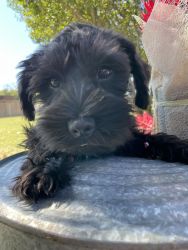 Miniature Schnauzer Puppies Ready for forever homr