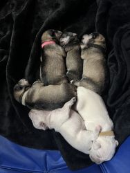 5 puppies available, ready to go home around November 30