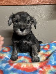 Mini Schnauzer Puppies for sale