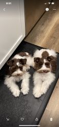 Looking for good home for Mini Schnauzer’s