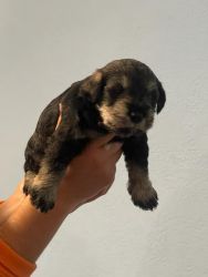 Schnauzer puppies for sale