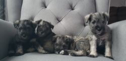 Lockwood Schnauzers- Miniature Schnauzer Puppies ACA
