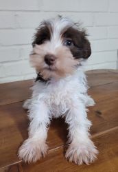 CKC miniature Schnauzer girl puppy