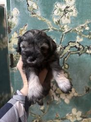 Miniature Schnauzers AKC ready for a good home, male and female