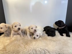 Pure Breed Miniature Schnauzer Puppies