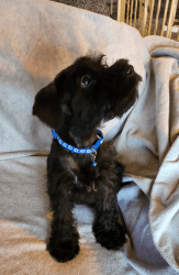 Home Raised Miniature Schnauzer Puppy