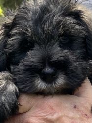CkC Miniature Schnauzer puppies for sale 8 weeks old
