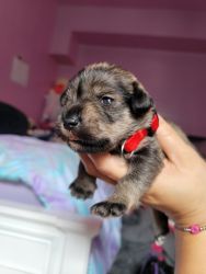 Miniature schnauzer for sale in hollywood,Fl.
