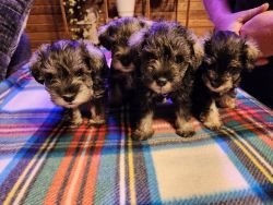5 wk old Miniature Schnauzer puppies
