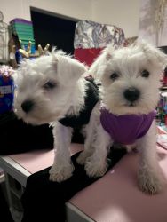 Female white and party teacup schnauzer puppies