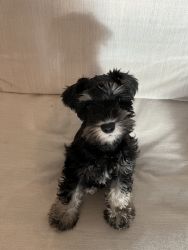 10 week old mini schnauzer boy for sale