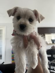 Miniature Schnauzer, female 3 months old Vaccinations updated