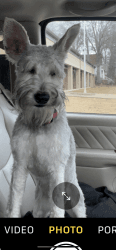 6 month old Miniature Schnauzer for sale