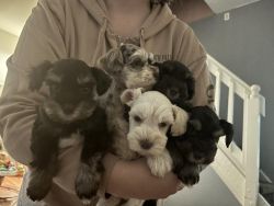 Miniature Schnauzer Puppies Females And Males Ready