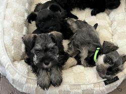8 week old Miniature Schnauzer puppies