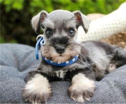 Miniature Schnauzer Puppies Available