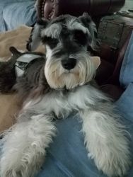 The Lois Cox Schnauzers of Texas