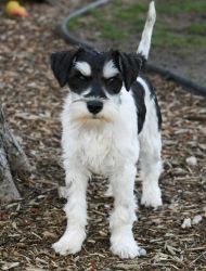 Miniature schnauzer 6 Months old and vaccinated