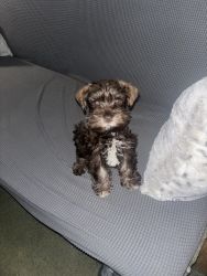 Male mini schnauzer puppy