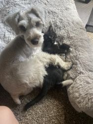 Adorable 9-month-Old Miniature Schnauzer Needs a New Home