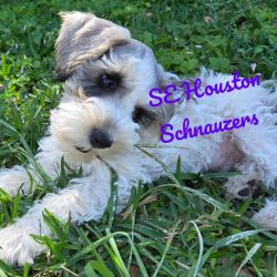 For sale CKC Miniature Schnauzer puppy