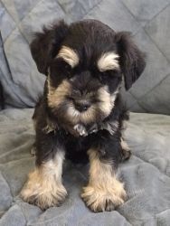 Male Miniature Schnauzer pup