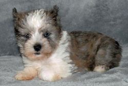Miniature Schnauzer For Rehoming