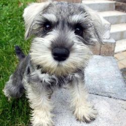 Miniature Schnauzer Puppies Ready For New Homes