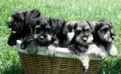 Minature Shnauzer Puppies