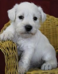 Sweet Miniature Schnauzer puppies