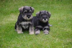 Akc Miniature Schnauzer Puppies For Sale