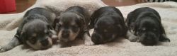 AKC Miniature Schnauzer puppies for sale