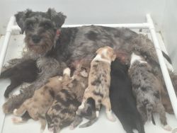 A fantastic opportunity to own and love a Miniature Schnauzer Puppy