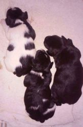 Registered Miniature Schnauzer puppies