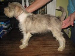 A fantastic opportunity to own and love a Miniature Schnauzer