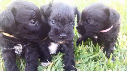 Florida AKC Miniature Schnauzer Puppies for sale!