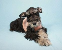 Mini Schnauzer Puppy For Sale in LA