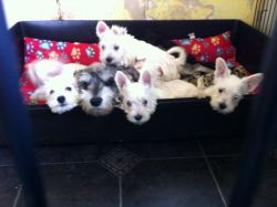 White Miniature Schnauzer Puppies For Sale