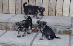 Stunning Litter Of Miniature Schnauzer Pups