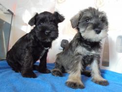 Absolutely beautiful homebred miniature schnauzer puppies for sale!