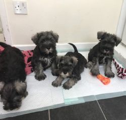 Miniature Schnauzer pups