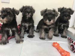 Miniature Schnauzer pups
