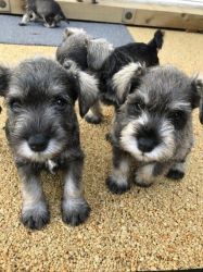 Miniature Schnauzer puppies, for adoption