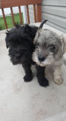 Two AKC Miniature Schnauzer Puppies