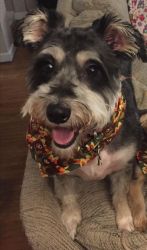Rehoming for Female Schnauzer Mix