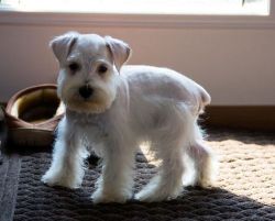 Lovely boys and girl Miniature Schnauzer Puppies
