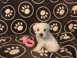 Miniature Schnauzer Puppy ( Toy Size )
