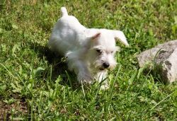 Stunning Miniature Schnauzer puppies