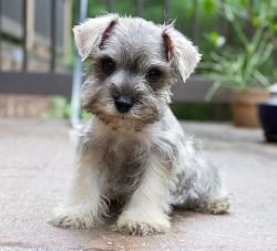 Beautiful AKC Miniature Schnauzer Puppies