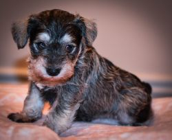 AKC Miniature Schnauzers - Going Home May 1st!!! $750